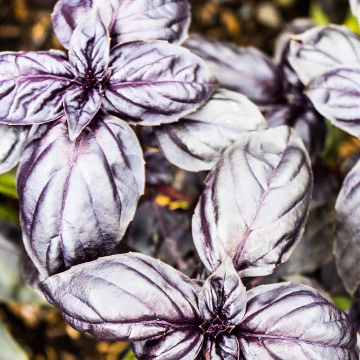Almanac Planting Co Amethyst Basil Top Foliage