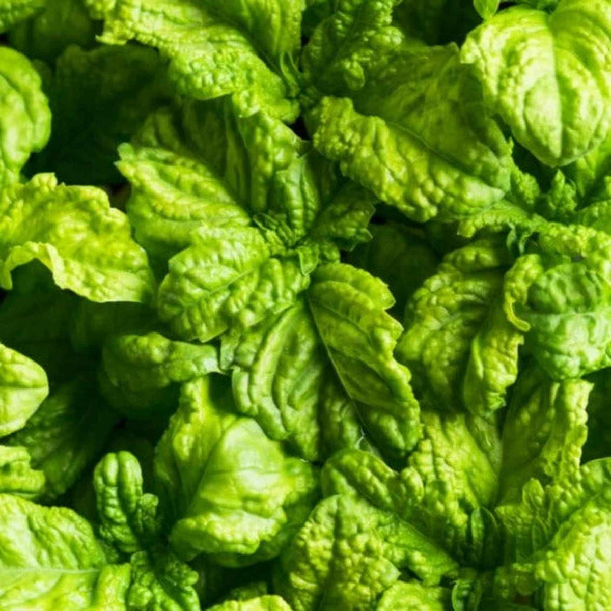 Almanac Planting Mammoth Basil (Ocimum basilicum) Top View