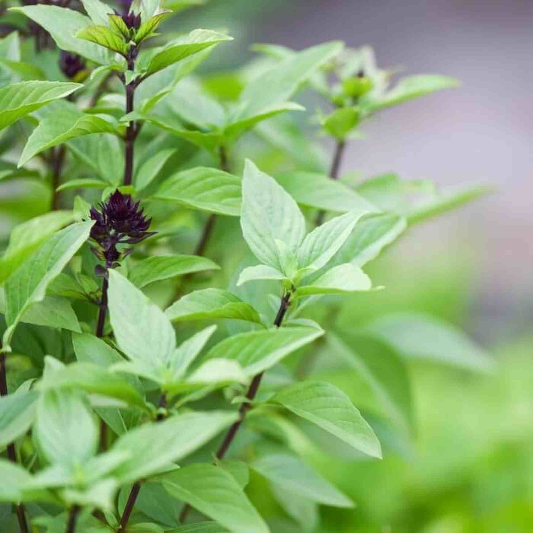 plant thai basil seeds Sweet Thai Basil