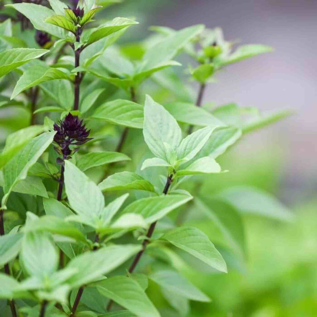 Almanac Planting Sweet Thai Basil (Ocimum basilicum var. thyrsiflora)