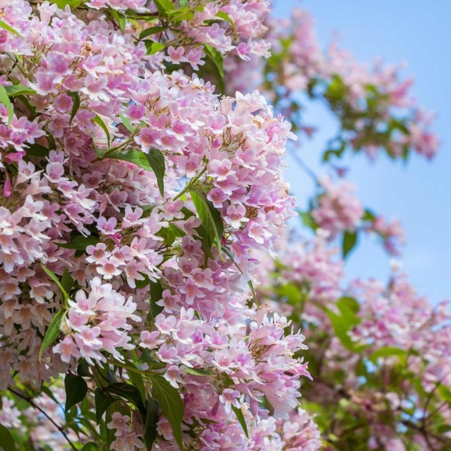 Beautybush 'Pink Cloud'