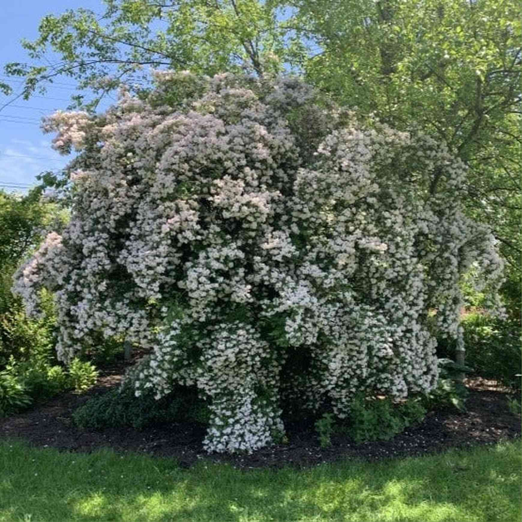Almanac Planting Co Beautybush - Thumbnail 2