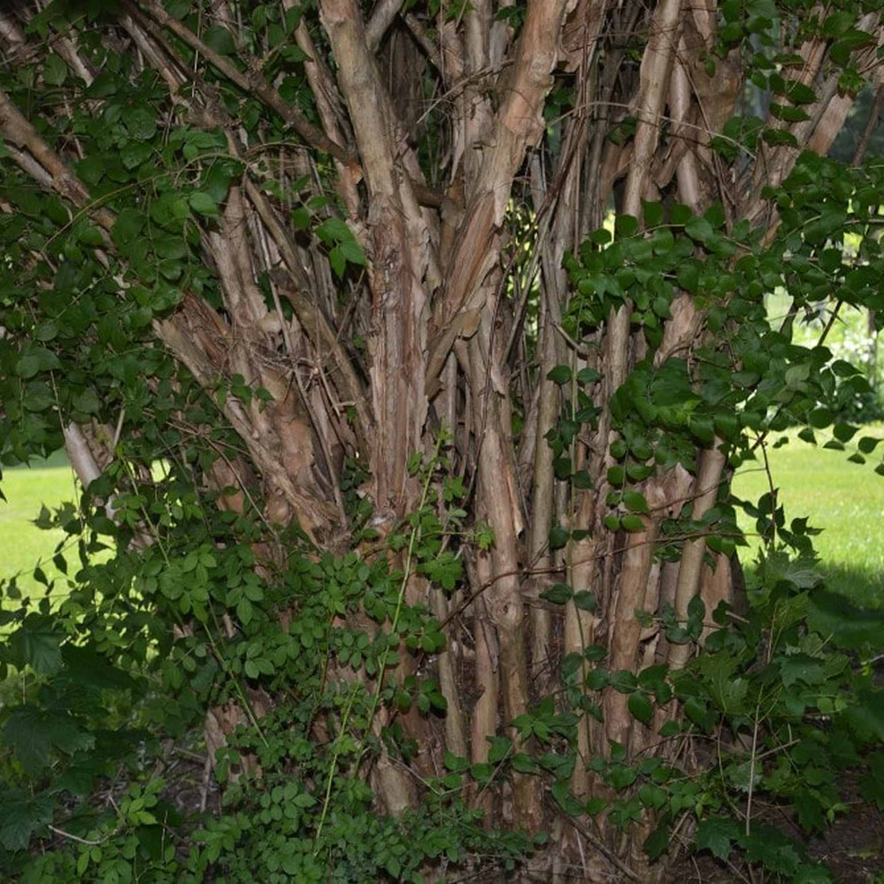 Almanac Planting Co Beautybush - Thumbnail 2