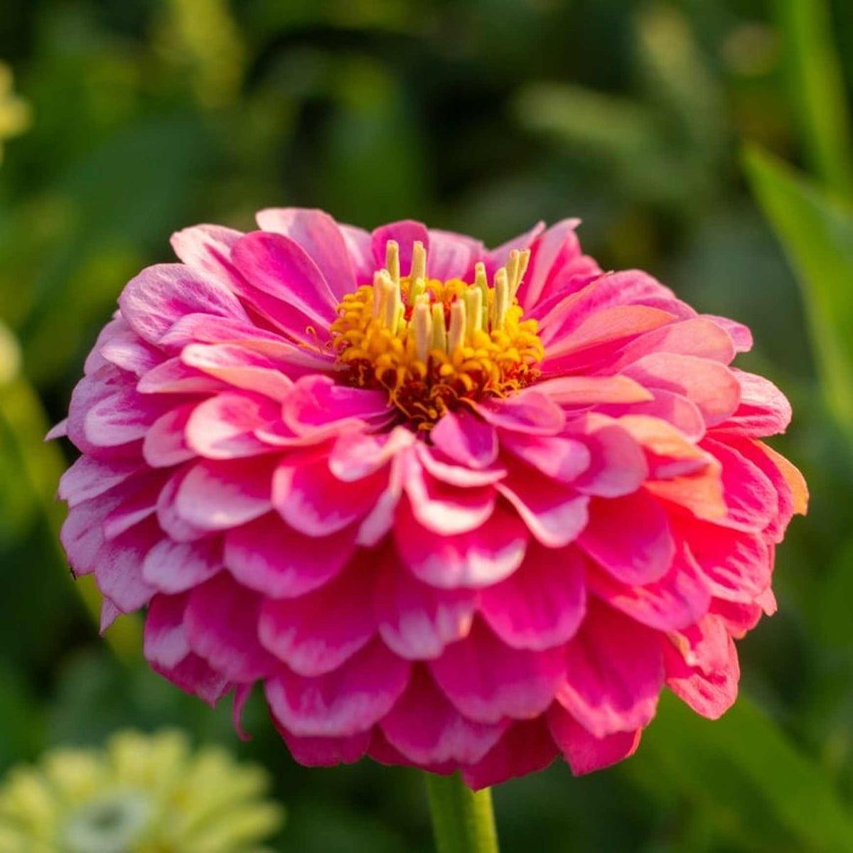 Benary's Giant Zinnia 'Carmine Rose' (Zinnia elegans (AKA Zinnia violacea)). A close up angled side image of a huge, whitish pink bloom with a yellow center!