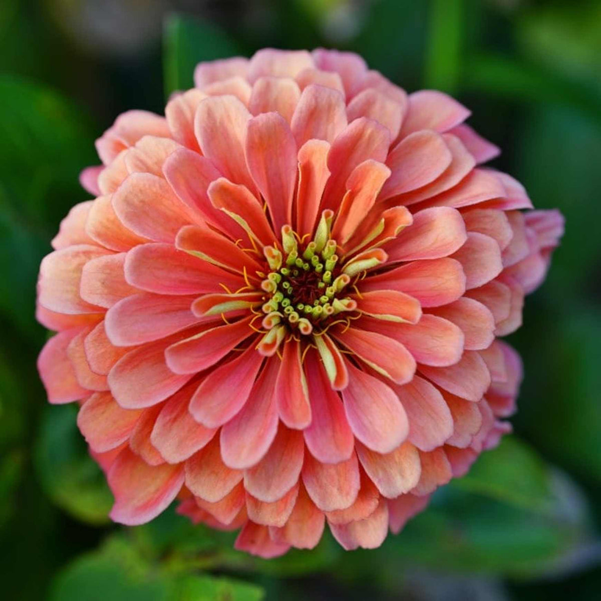 Benary's Giant Zinnia 'Coral' (Zinnia elegans (AKA Zinnia violacea)). A gorgeous, huge double bloom! 