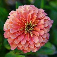 Benary's Giant Zinnia 'Coral' (Zinnia elegans (AKA Zinnia violacea)). A gorgeous, huge double bloom! 