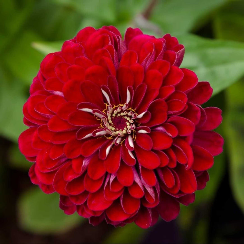 Benary's Giant Zinnia 'Deep Red' | Zinnia elegans – Almanac Planting Co