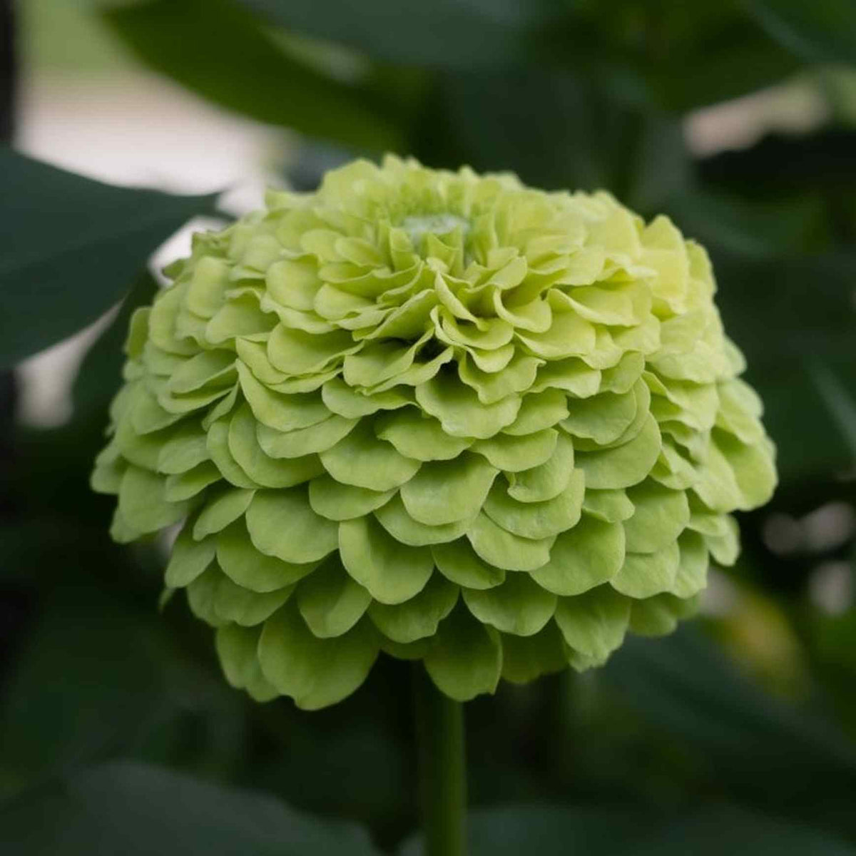 Almanac Planting Co Benary's Giant Zinnia 'Lime' ((Zinnia elegans (AKA Zinnia violacea)). A huge lime colored double bloom atop a long stalk! 