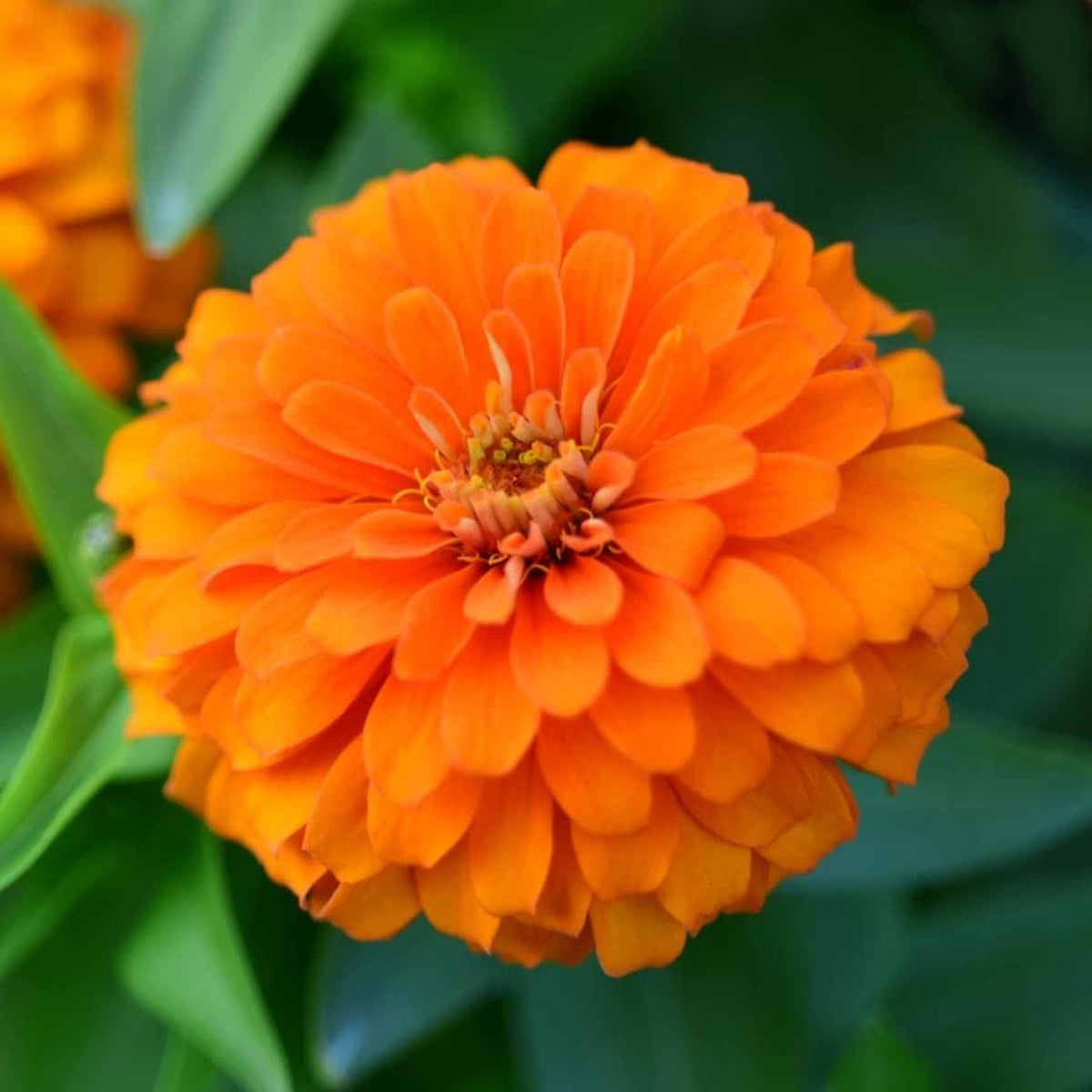 Benary's Giant Zinnia 'Coral' (Zinnia elegans (AKA Zinnia violacea)). Pumpkin orange double blooms with yellow centers! 
