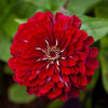 Almanac Planting Co Benary's Giant Zinnia 'Deep Red' (Zinnia elegans (AKA Zinnia violacea)). A huge double-bloomed red flower with a yellow center.