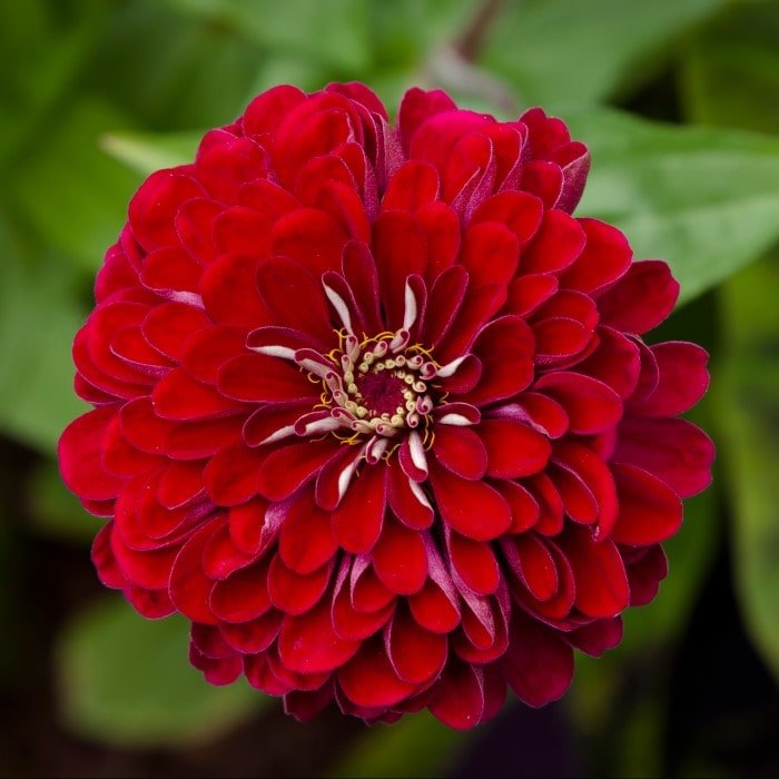 Almanac Planting Co Benary's Giant Zinnia 'Deep Red' (Zinnia elegans (AKA Zinnia violacea)). A huge double-bloomed red flower with a yellow center.