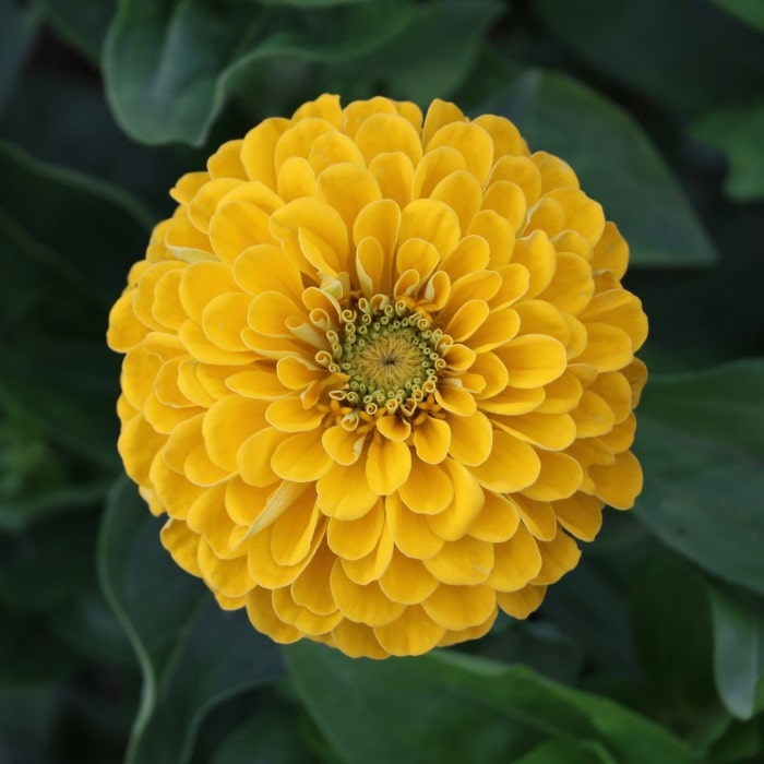 Benary's Giant Zinnia 'Golden Yellow' Zinnia elegans (AKA Zinnia violacea)). A top down image of a double flowered, yellow bloom with a yellow center.