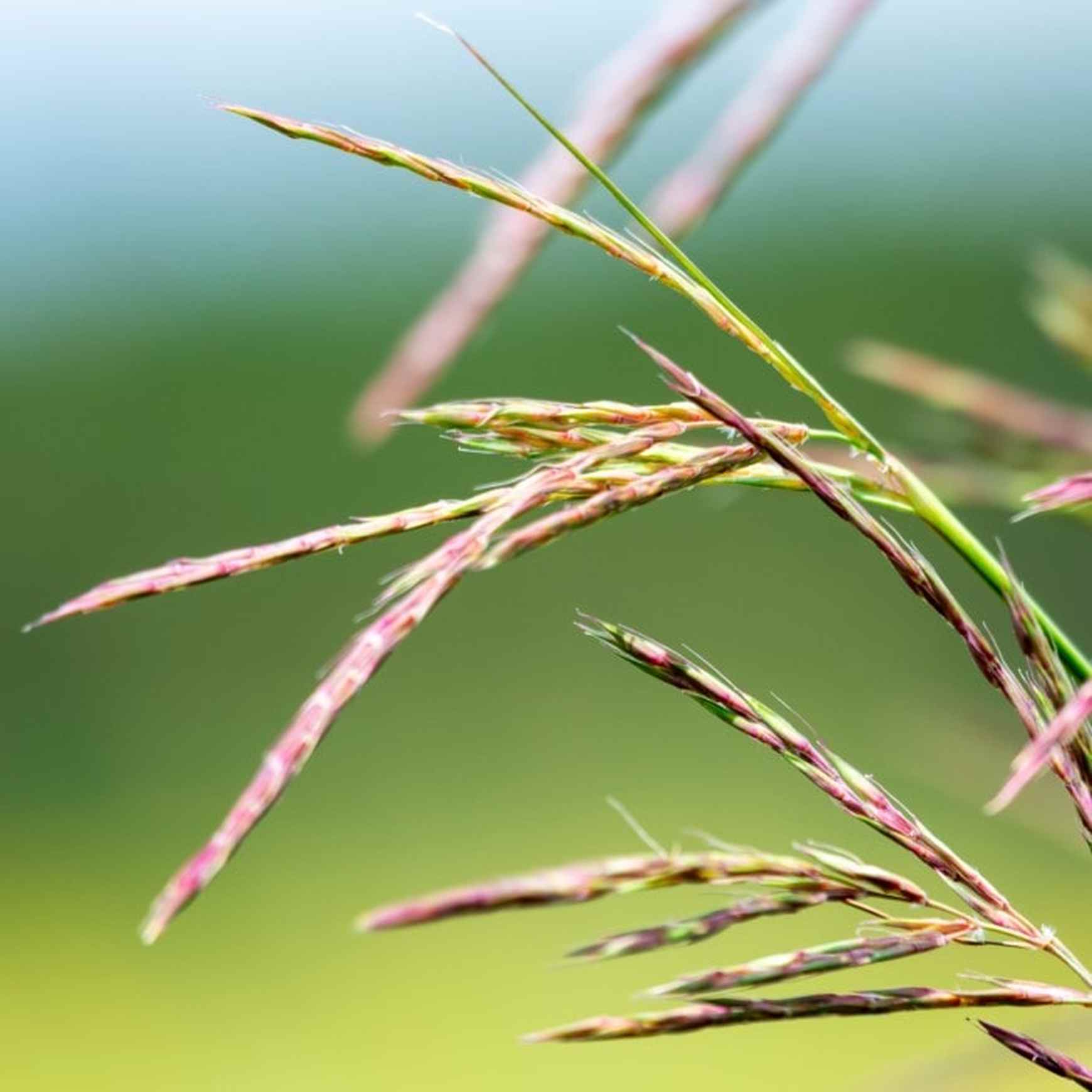 Big Bluestem Grass | Andropogon gerardii 'Blackhawks' – Almanac