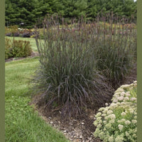 Almanac Planting Co Big Bluestem Ornamental Grass (Andropogon gerardii 'Blackhawks'). Two Big Bluestem grasses growing next to each other in a landscaped garden with mowed grass and white flowers. There are mature evergreen trees in the background.