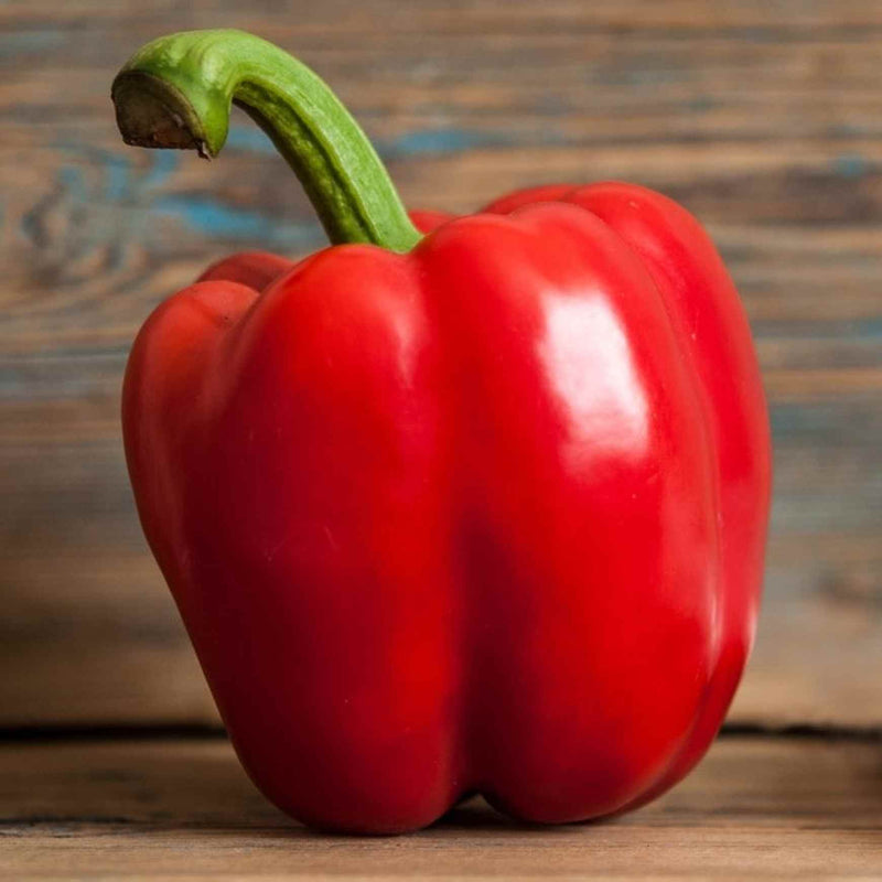 Big Red Pepper Plant | Red Bell Pepper | Capsicum annuum – Almanac ...