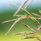 Almanac Planting Co Big Bluestem Ornamental Grass (Andropogon gerardii 'Blackhawks'). A close up shot of the grass in flower. There is a stalk of green grass with purplish seed pods over a blurry green and sky blue background. 