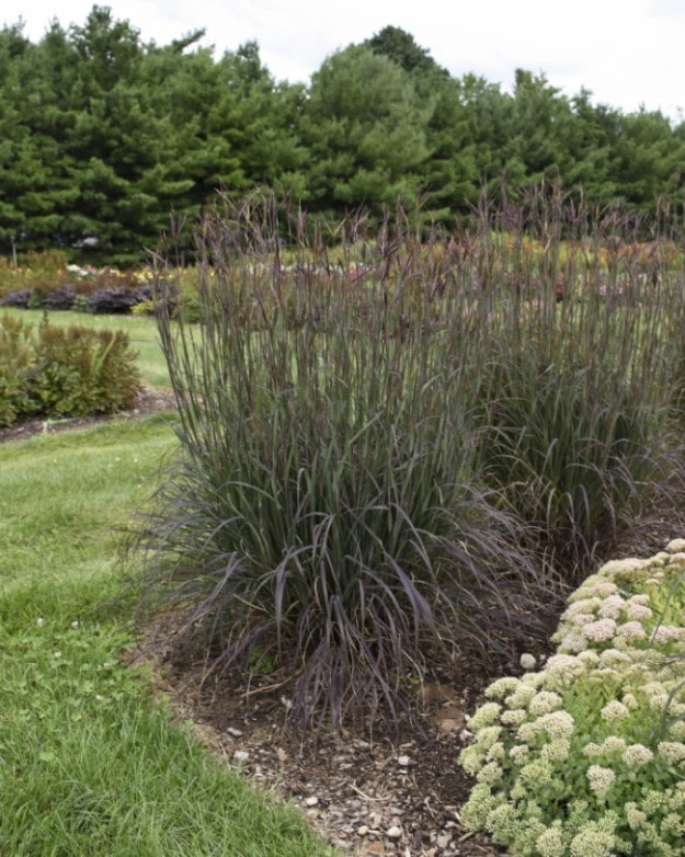 Almanac Planting Co Big Bluestem Ornamental Grass (Andropogon gerardii 'Blackhawks'). Two Big Bluestem grasses growing next to each other in a landscaped garden with mowed grass and white flowers. There are mature evergreen trees in the background.
