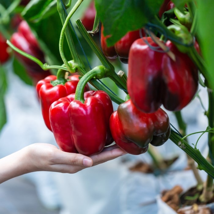 Bell pepper plants for sale (pepper plants, bell pepper) Bell pepper plants for sale