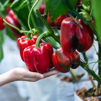 Almanac Planting Big Red Bell Pepper (Capsicum annuum) growing in a garden