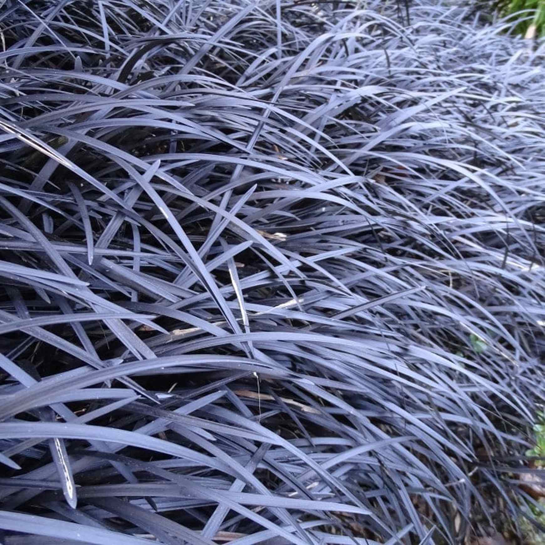 Almanac Planting Co Black Mondo Grass (Ophiopogon planiscapus 'Nigrescens')