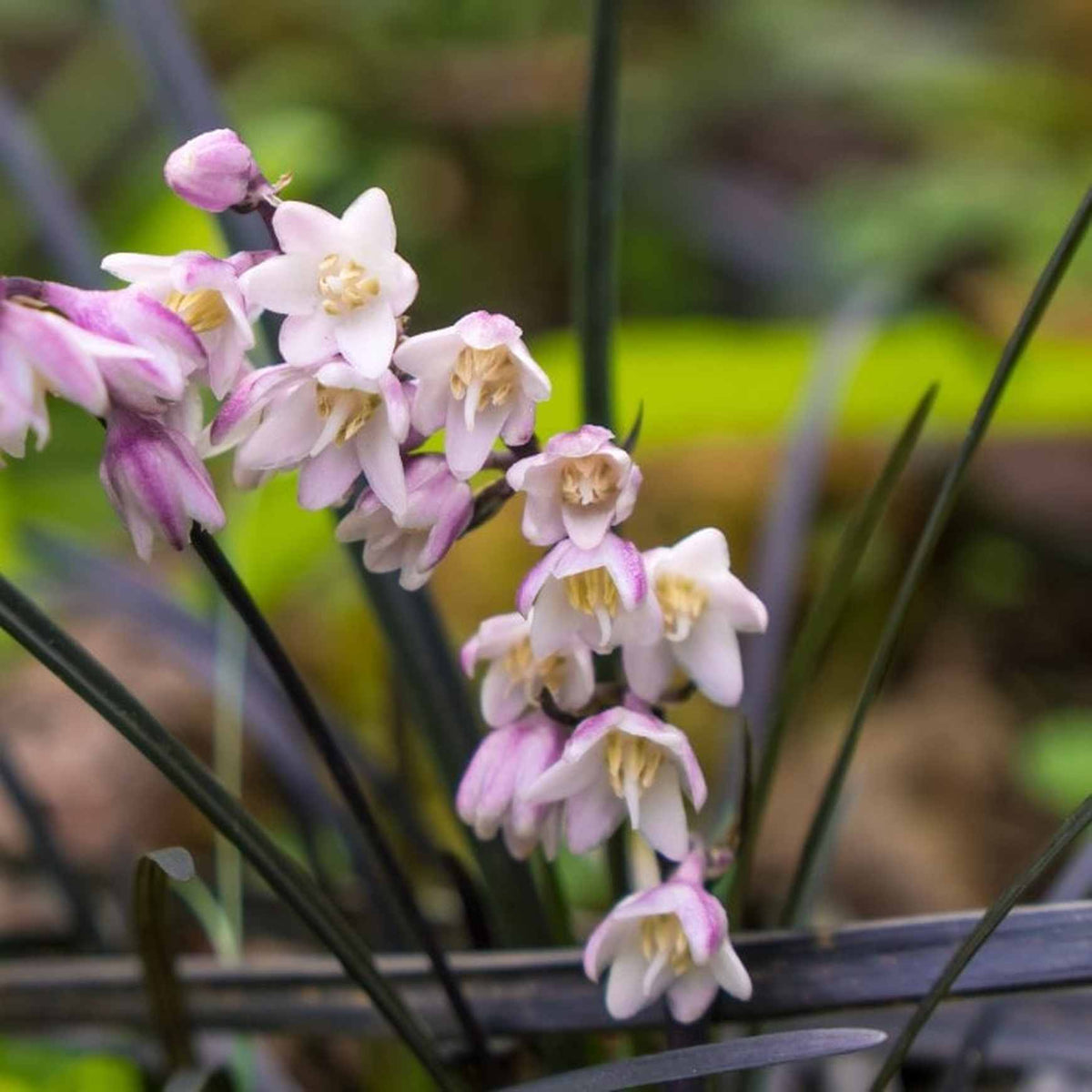 Almanac Planting Co Black Mondo Grass (Ophiopogon planiscapus 'Nigrescens') in flower