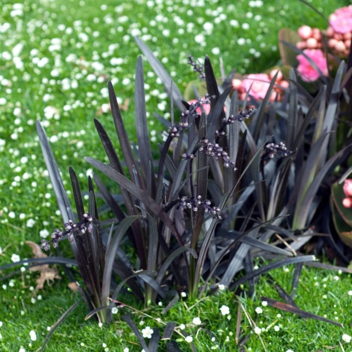 Almanac Planting Co Black Mondo Grass (Ophiopogon planiscapus 'Nigrescens') with berries