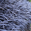 Almanac Planting Co Black Mondo Grass (Ophiopogon planiscapus 'Nigrescens')