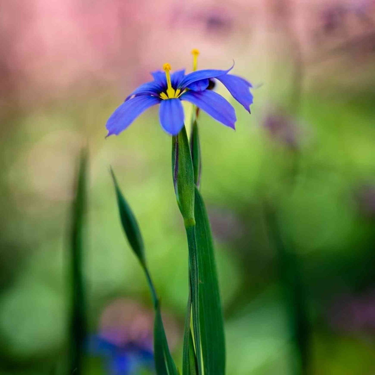 Almanac Planting Blue Eyed Grass (Sisyrinchium angustifolium ‘Lucerne’)