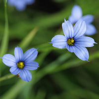Almanac Planting Co Blue Eyed Grass 'Suwannee' (Sisyrinchium nashii 'Suwannee') Light blue blooms with yellow centers