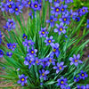 Almanac Planting Blue Eyed Grass (Sisyrinchium angustifolium ‘Lucerne’)