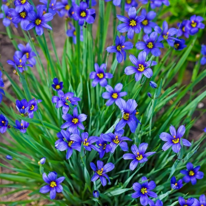 Almanac Planting Blue Eyed Grass (Sisyrinchium angustifolium ‘Lucerne’)