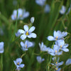 Almanac Planting Co Blue Eyed Grass 'Suwannee' (Sisyrinchium nashii 'Suwannee') in bloom with narrow grass leaves in the background