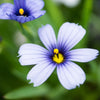 Almanac Planting Co Blue Eyed Grass 'Suwannee' (Sisyrinchium nashii 'Suwannee') Light blue blooms with yellow centers (close up)
