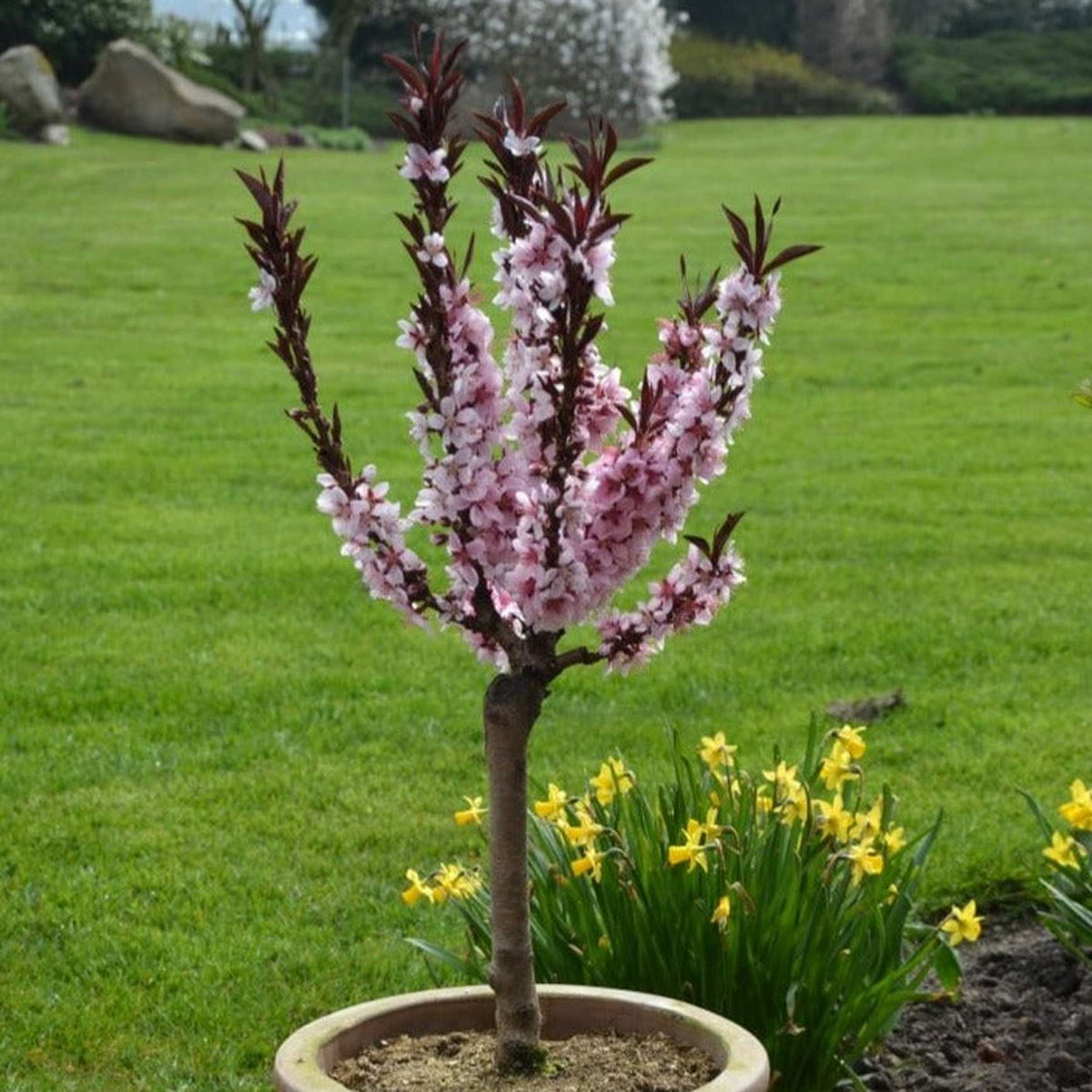 A potted Bonfire Patio Peach Tree (Prunus persica) in flower