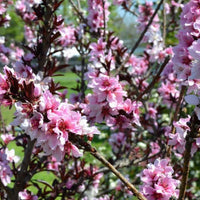 Almanac Planting Co Bonfire Patio Peach Tree (Prunus persica) close up of flowers