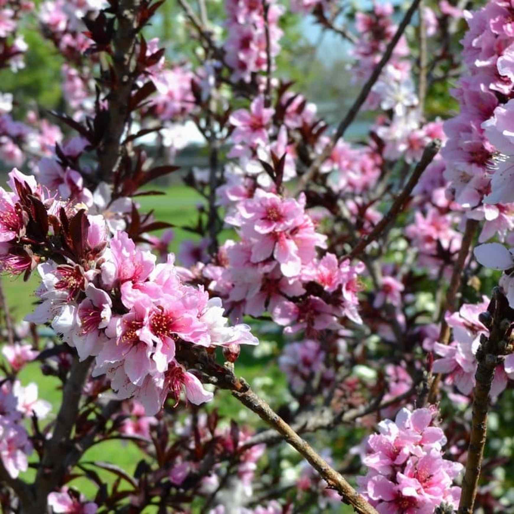 Almanac Planting Co Bonfire Patio Peach Tree (Prunus persica) close up of flowers