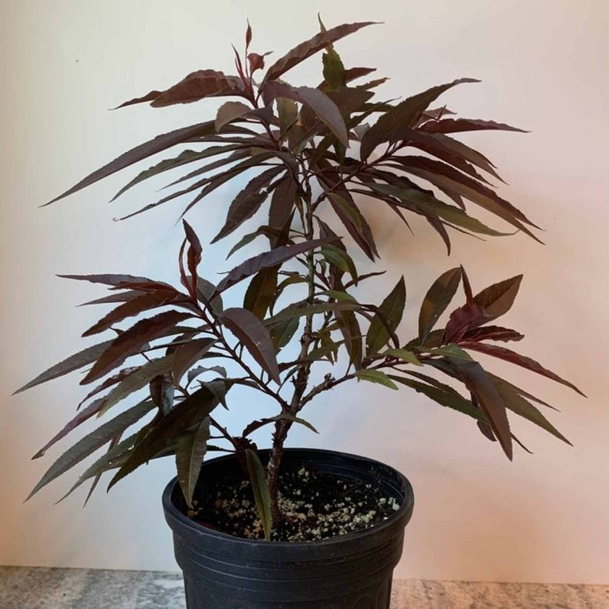 Bonfire Patio Peach Tree | Prunus persica – Almanac Planting Co