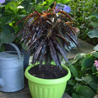 A potted Bonfire Patio Peach Tree (Prunus persica) in a yellow pot in a patio garden