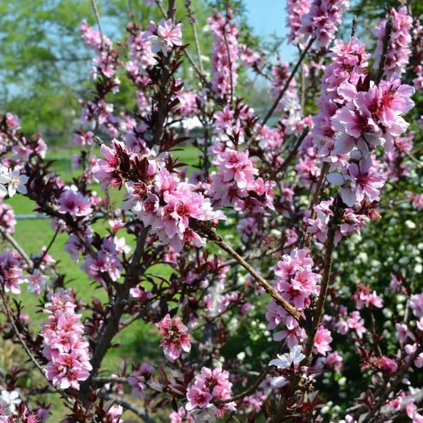 Almanac Planting Co Bonfire Patio Peach Tree in flower (Prunus persica)
