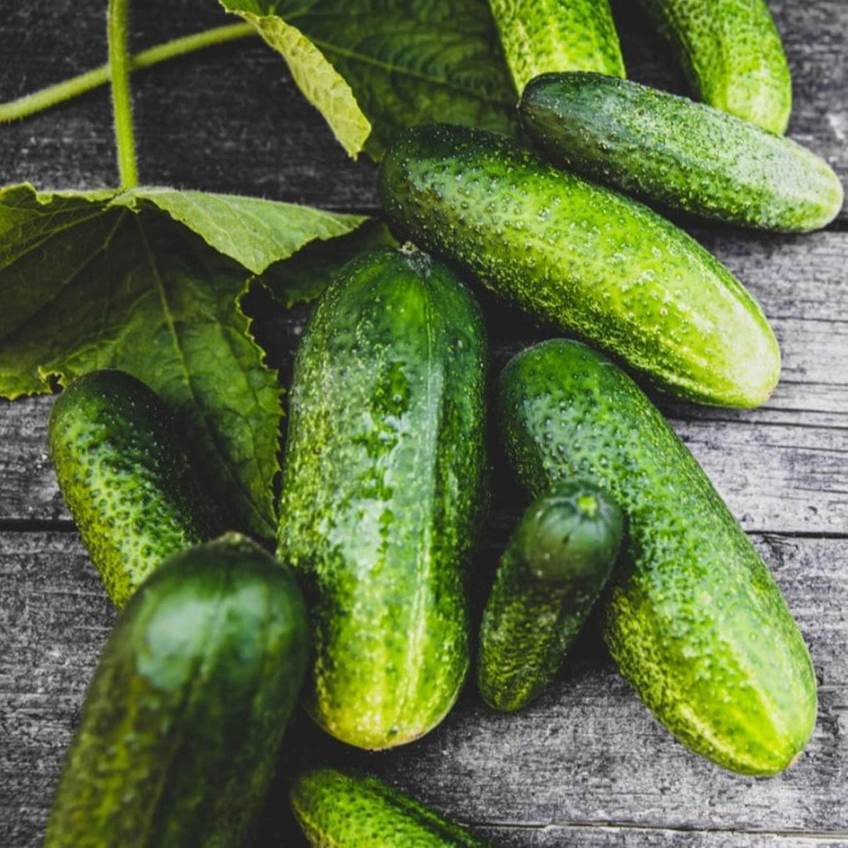 Almanac Planting Boston Pickling Cucumber (Cucumis sativus)