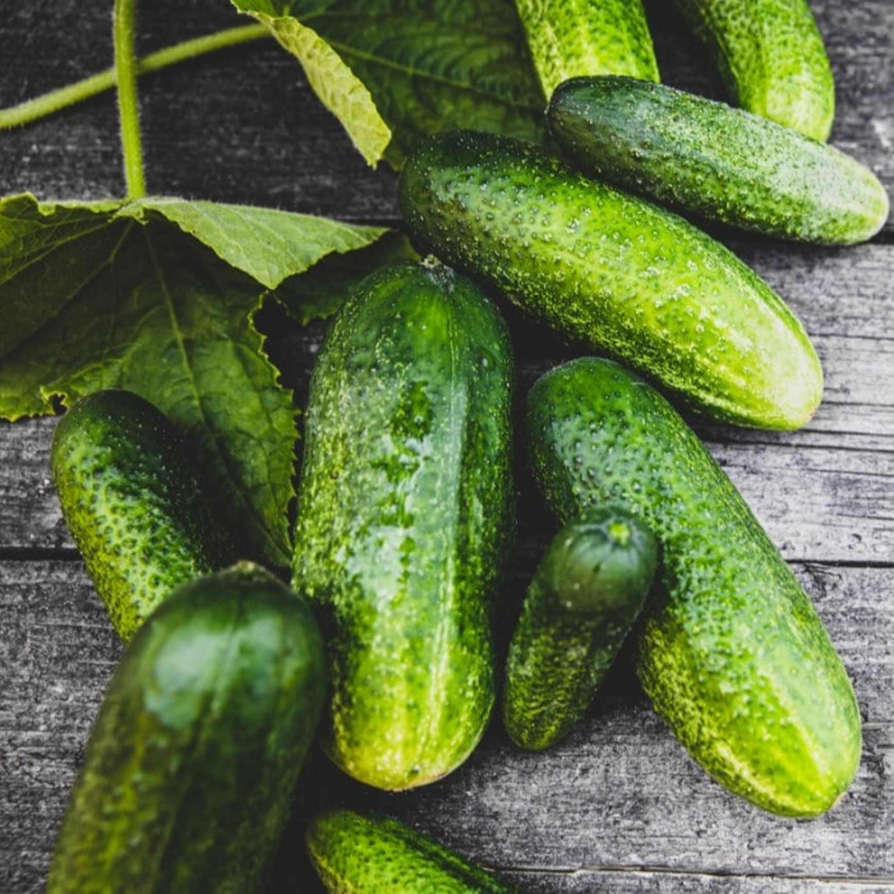 Boston Pickling Cucumber Plant
