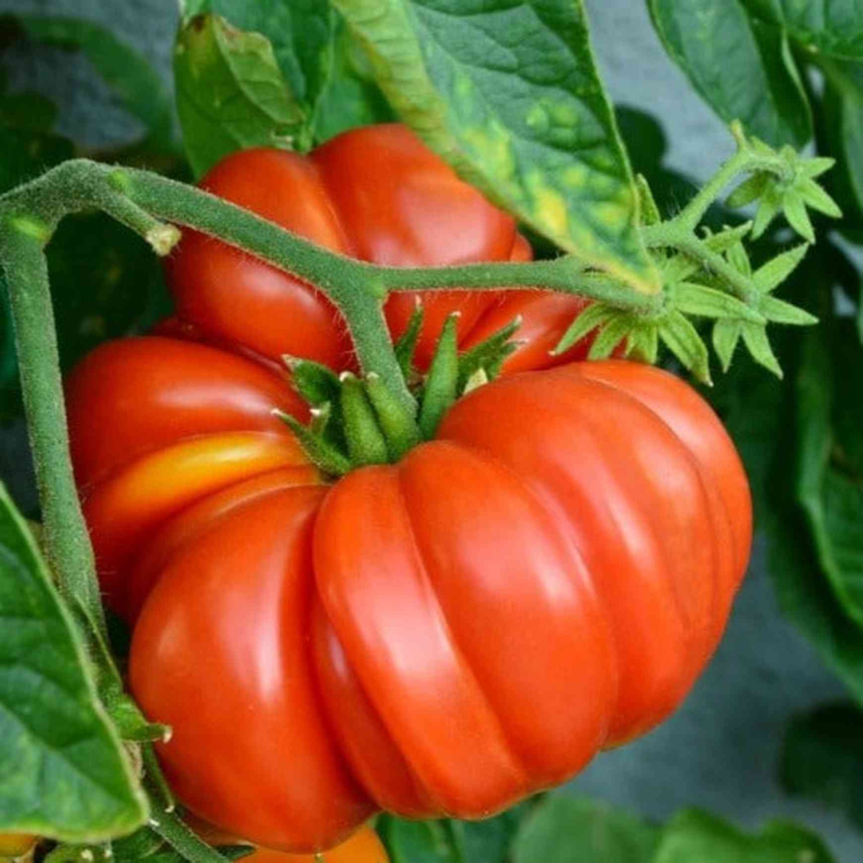 Almanac Planting Brandywine Tomato (Solanum lycopersicum) growing on the vine in a garden