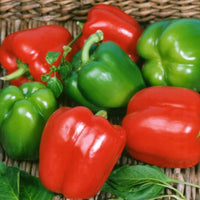 Almanac Planting California Wonder Bell Pepper (Capsicum annuum) fruit picked and in a basket