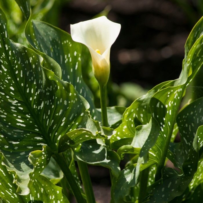 Almanac Planting Co Giant White Calla Lily (Zantedeschia aethiopica ‘White Giant’). A single, prominent bloom emerges from a bed of lush, speckled green and cream leaves.  