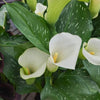 Almanac Planting Co Giant White Calla Lily (Zantedeschia aethiopica ‘White Giant’). Three large, white, trumpet-shaped flowers emerge from speckled green foliage! 