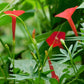 Almanac Planting Cardinal Climber (Ipomoea sloteri (aka Ipomoea × multifida) Red Flowers