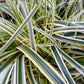 Almanac Planting Co Variegated Sedge Feather Falls (Carex 'Feather Falls™').  A close up of the striped leaves and the fountain like growth habit.