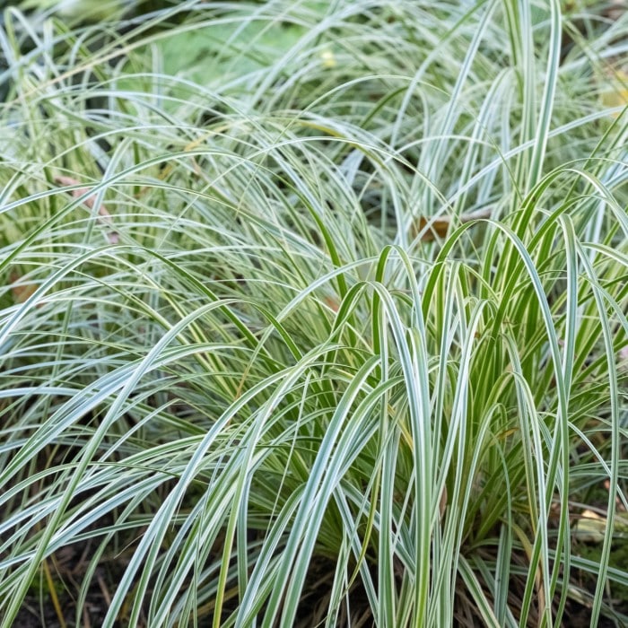 Almanac Planting Co Variegated Sedge Feather Falls (Carex 'Feather Falls™'). A mature sedge growing in the forefront with many more sedges in the background. The sedges feature foliage with a deep green center and creamy gold margins. 