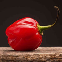Almanac Planting Caribbean Red Habanero Pepper (Capsicum chinense)