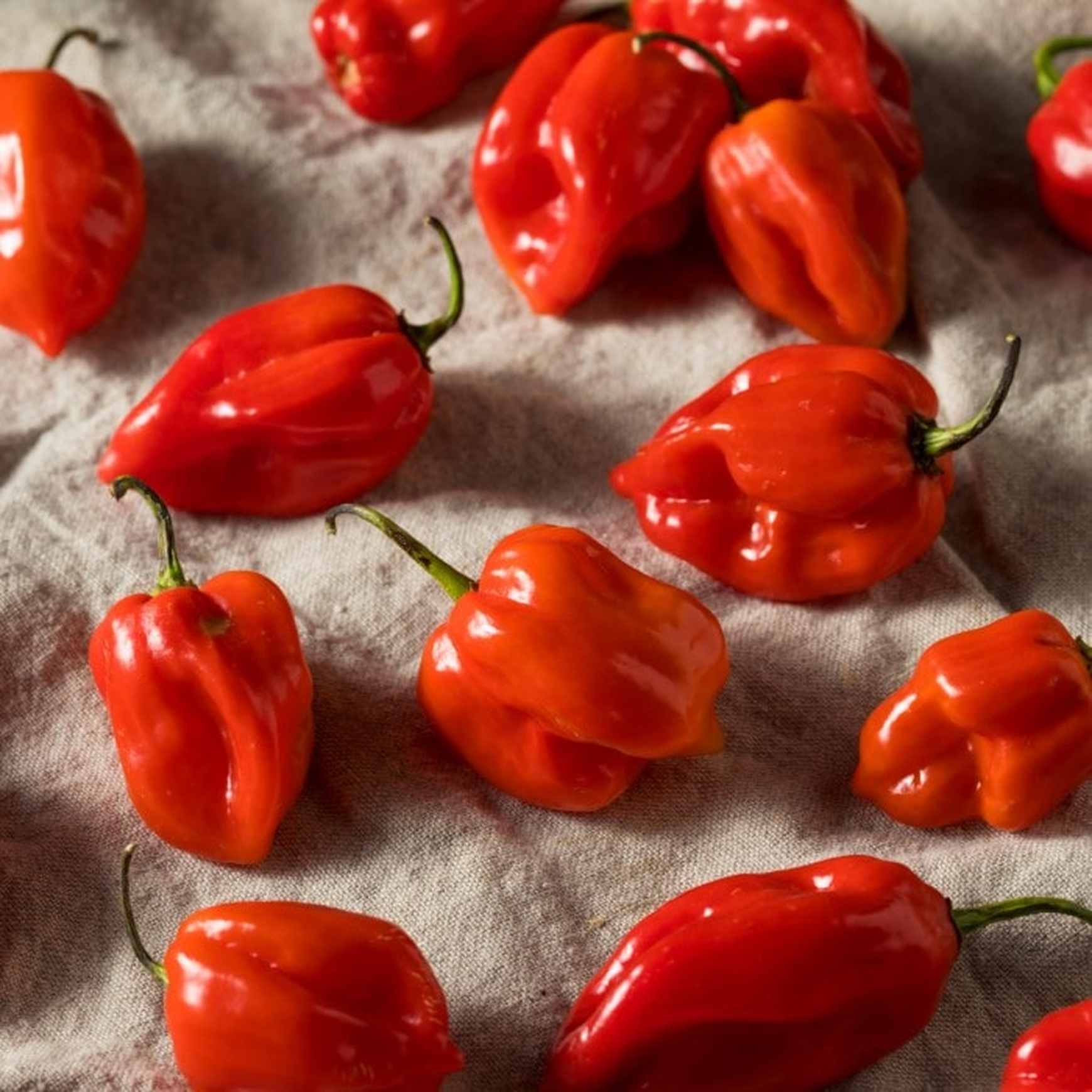 Almanac Planting Caribbean Red Habanero Pepper (Capsicum chinense) peppers on a table